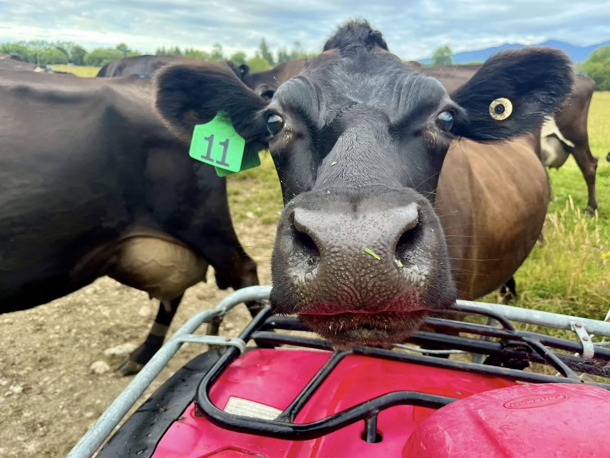 A curious dairy cow nosing up to the back of a quad bike in a Buller paddock.